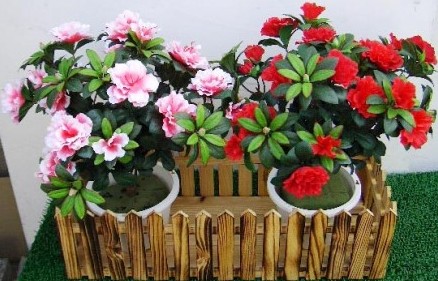 花卉花槽盆景